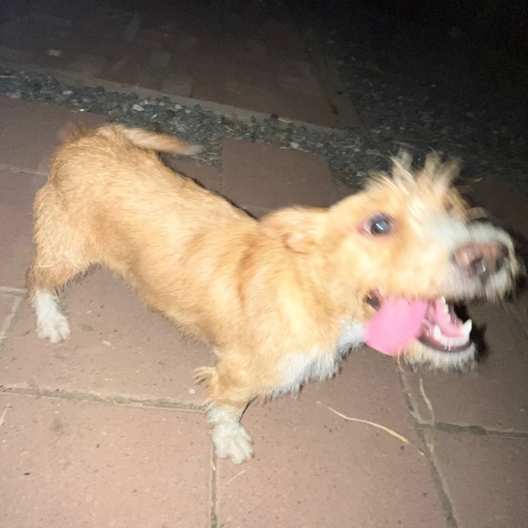 Meet your Posher, Giselle - Picture 1 of 1